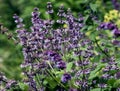 Macro plants of meadows and fields - sage and Lank